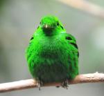 Green bird!