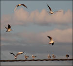 Seagulls in Flight, Italy