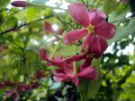 Flowers in Pakistan