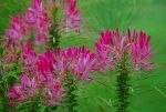 Pretty pink flower.