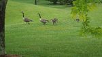 Canadian Geese.  In Canada.