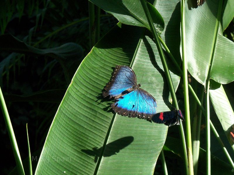 Butterflies