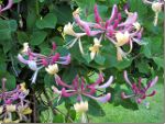 LONICERA (Honeysuckle)