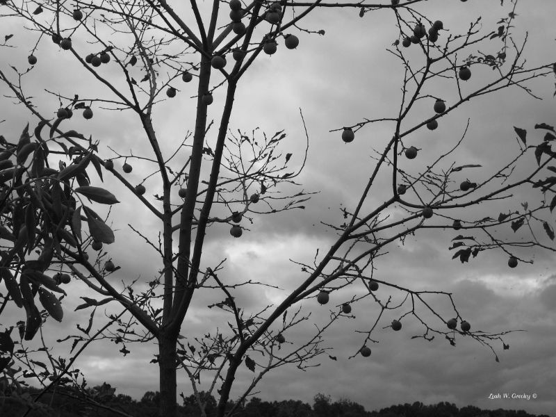 Persimmon Tree