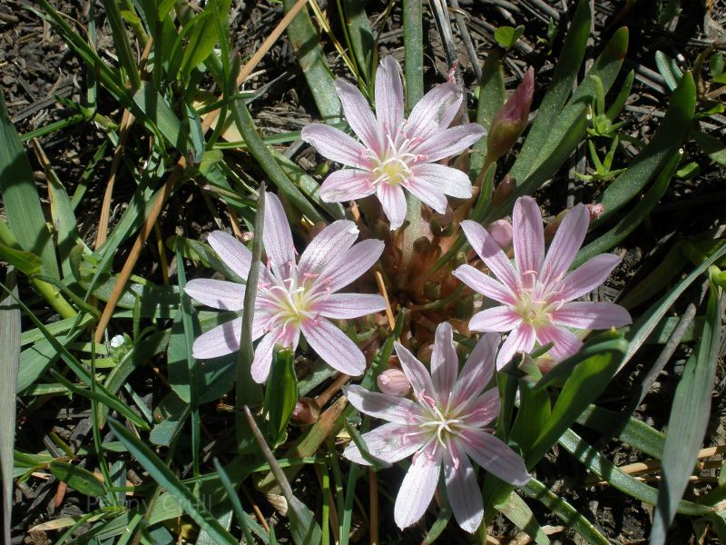 Pretty flower in Monument Park, San Juan National Forest