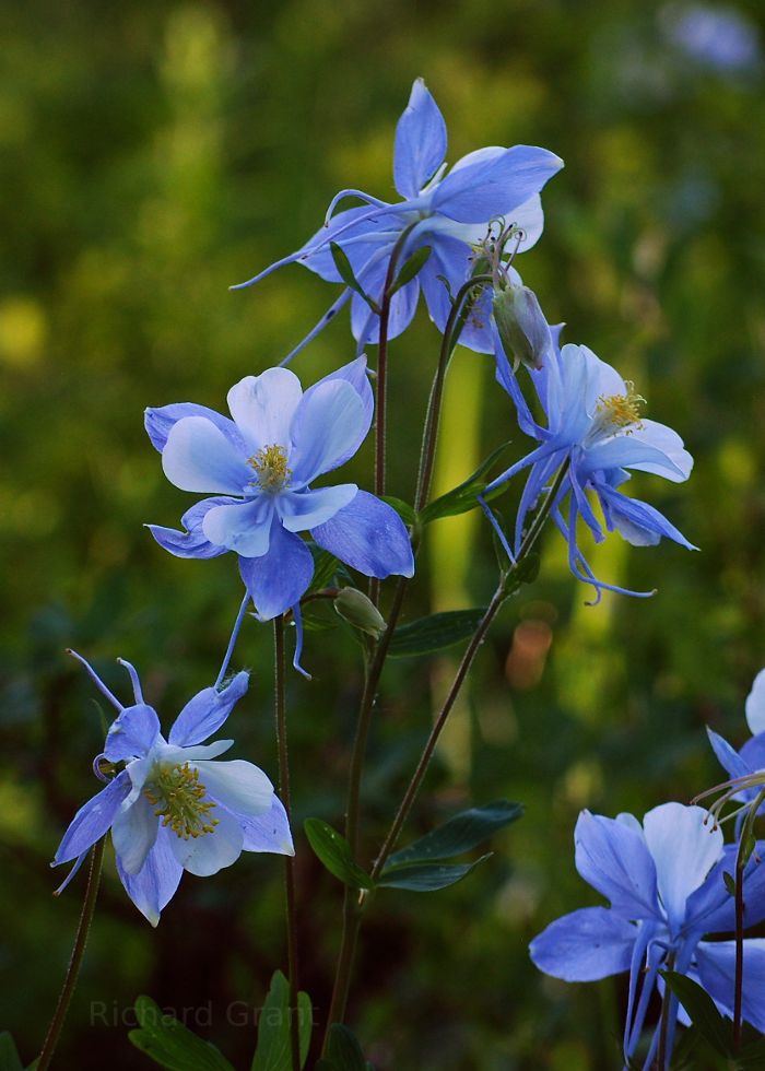 Blue Columbine in Colorado