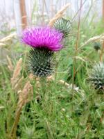 Thistle in Washington