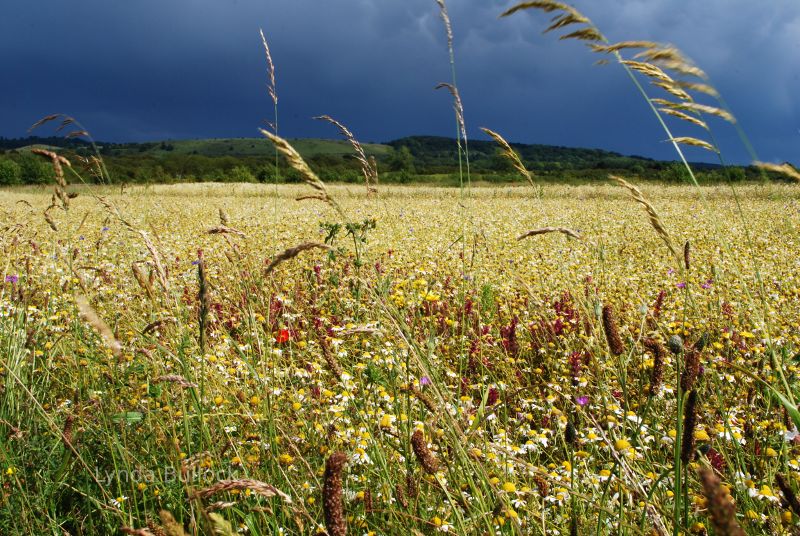 College Lake nature reserve, Buckinghamshire, UK