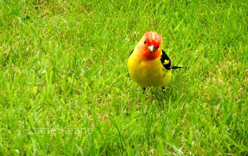 Western Tanager