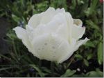 Peony Tulip in Cowichan Bay, British Columbia