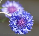 Bachelors button, cornflower