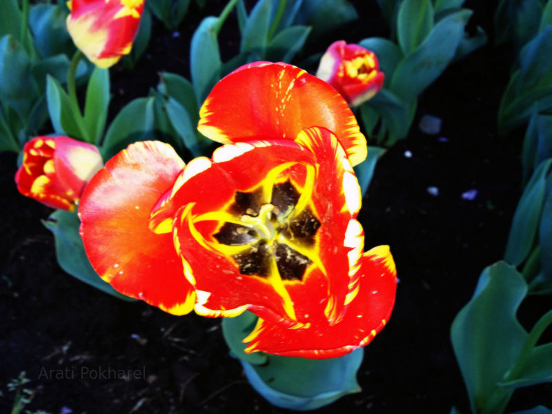 Pretty orange tulip