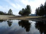 Reflections in a pond.