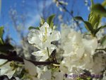 Flowers in Pakistan