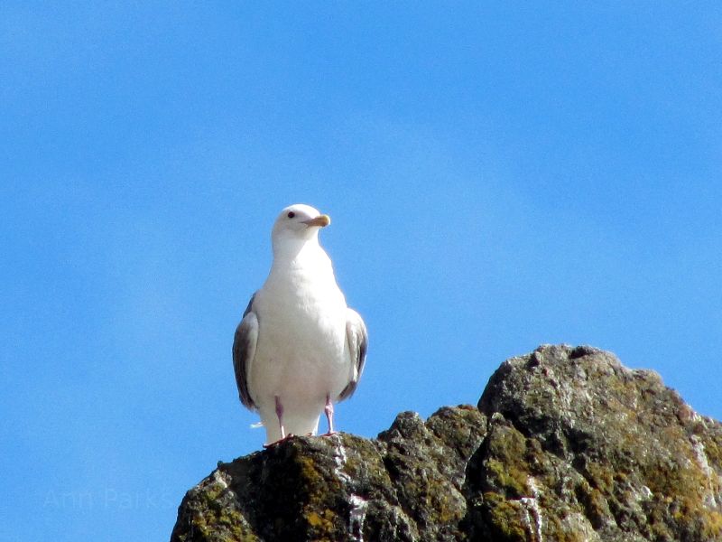 Seagull on a rock