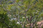 Owls in Brazil