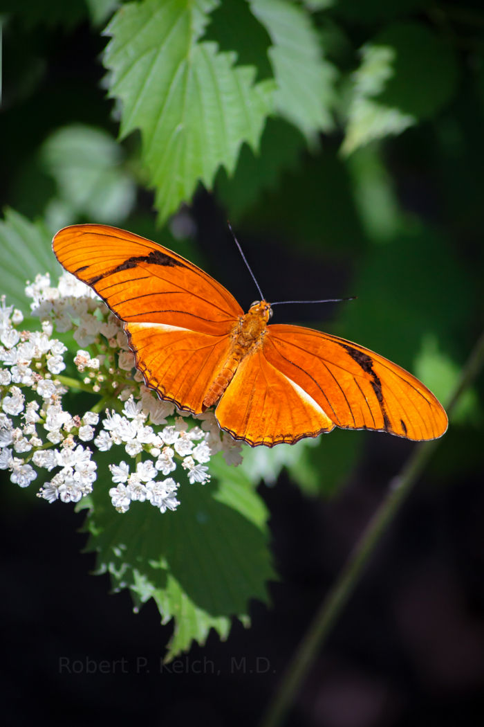 beautiful butterfly