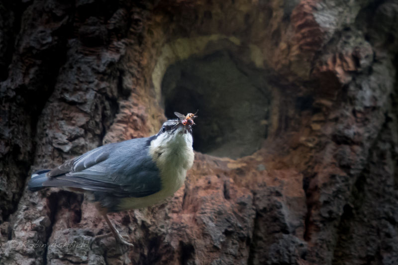 nuthatch catching a ladybug