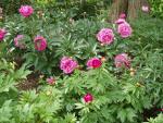 Peonies in bloom!