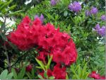 Rhododendrons in British Columbia