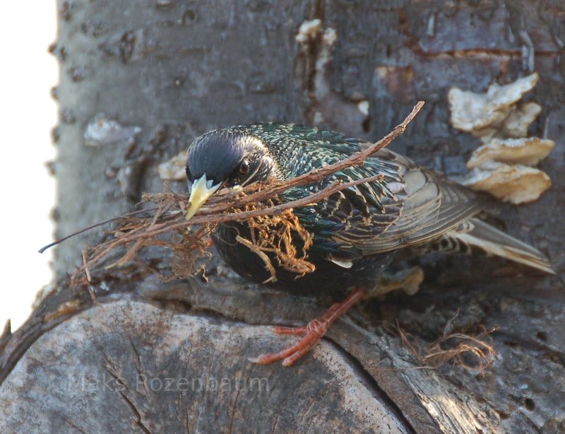 Starling bird building a nest.
