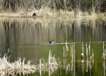 Mallard in a pond.