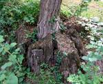 Tree in a stump