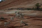 Dall Sheep Zion National Park