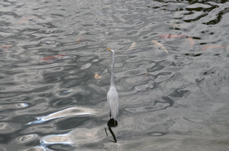 Birds and fish in Brazil