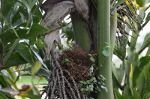 Bird in Brazil.