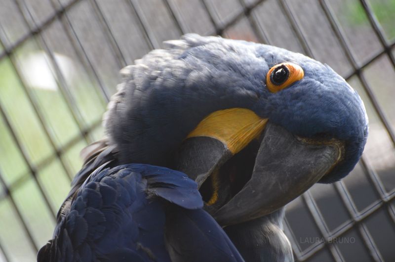 Parrot in Brazil.  Brazilian parrot.