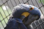 Parrot in Brazil.  Brazilian parrot.