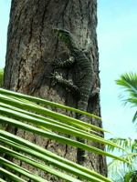 Lizard in Australia