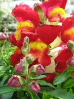 Snapdragons.  Flowers
