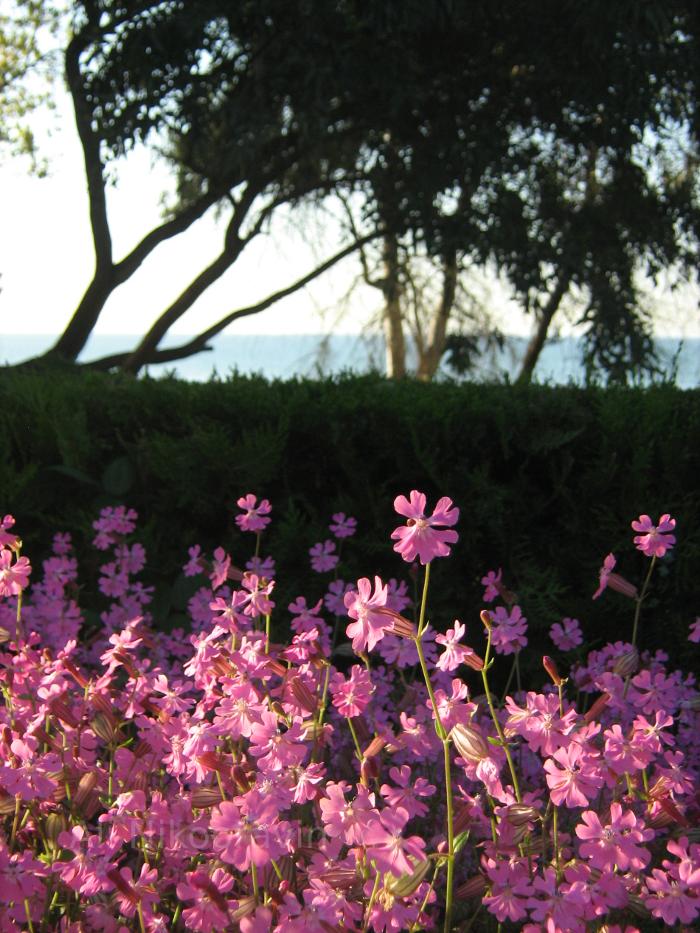 Flowers, Caspian Sea