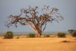 Kenya, Serengeti