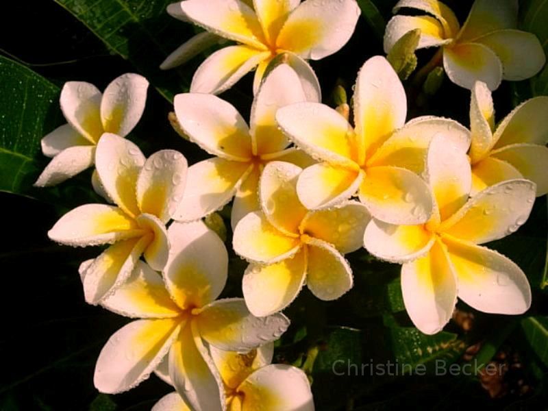 Plumeria in Australia