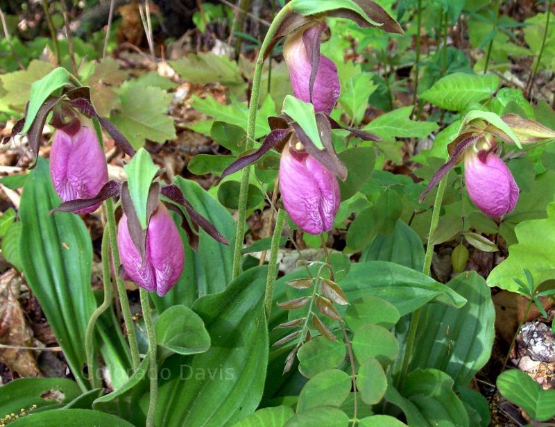 Pink flowers in North Carolina