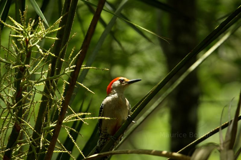 Woodpecker in Florida