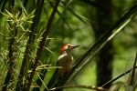 Woodpecker in Florida