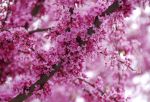 Redbud Tree