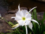 Spider Lily in south carolina.