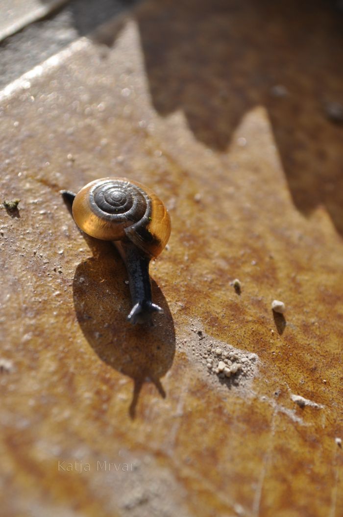 snail in Slovenia