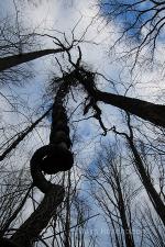 Winding tree climbing 