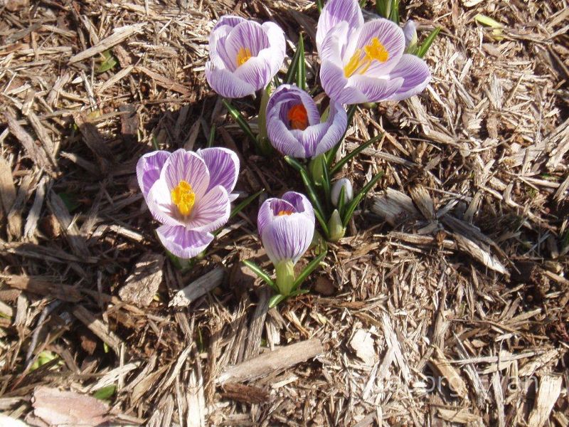 Beautiful flowers in spring