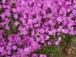 Gorgeous pink flowers.