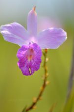 Pretty purple flower.  Possibly an orchid or iris?