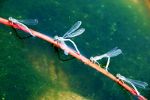 dragon flies walking in a line