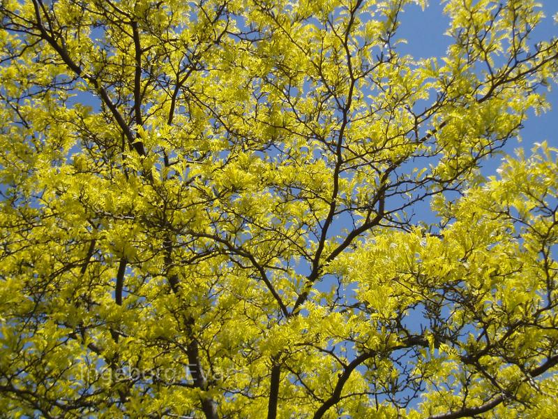 Pretty spring leaves in Ontario