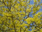 Pretty spring leaves in Ontario